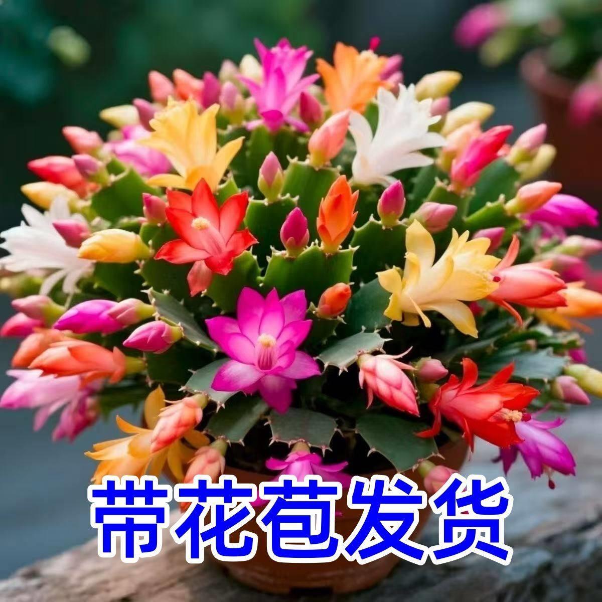 【带花苞】蟹爪兰盆栽四