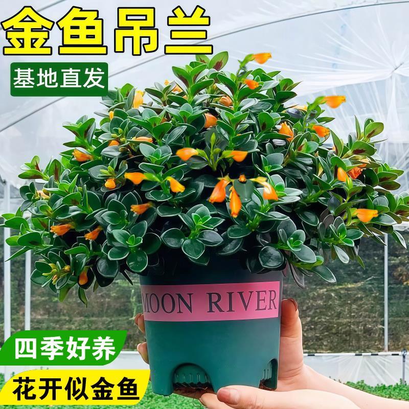 新品金鱼吊兰盆栽带花苞