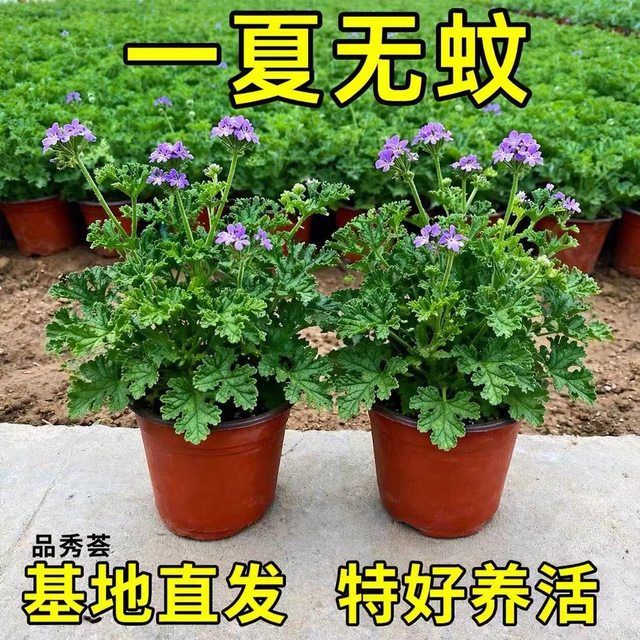 驱蚊草盆栽植物室外室内