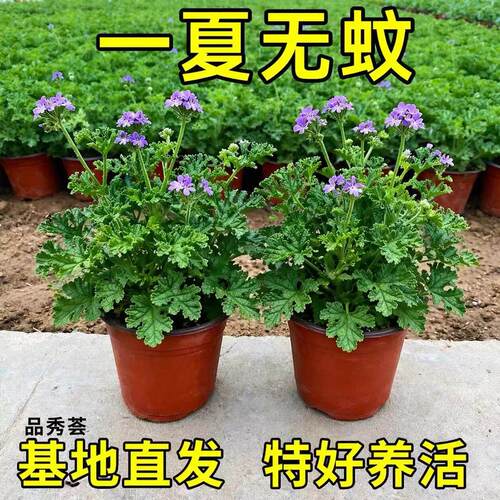 驱蚊草盆栽植物室外室内