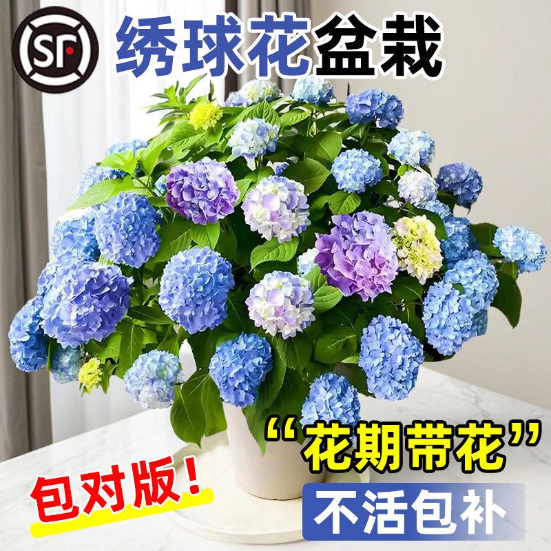 绣球花苗无尽夏庭院阳台