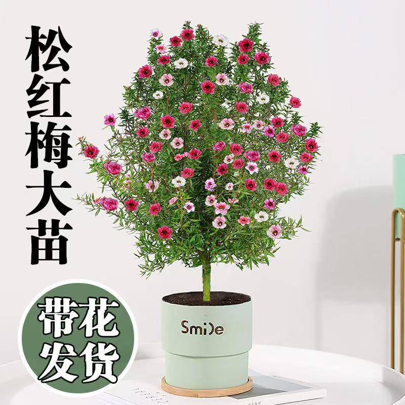 松红梅盆栽室内阳台客