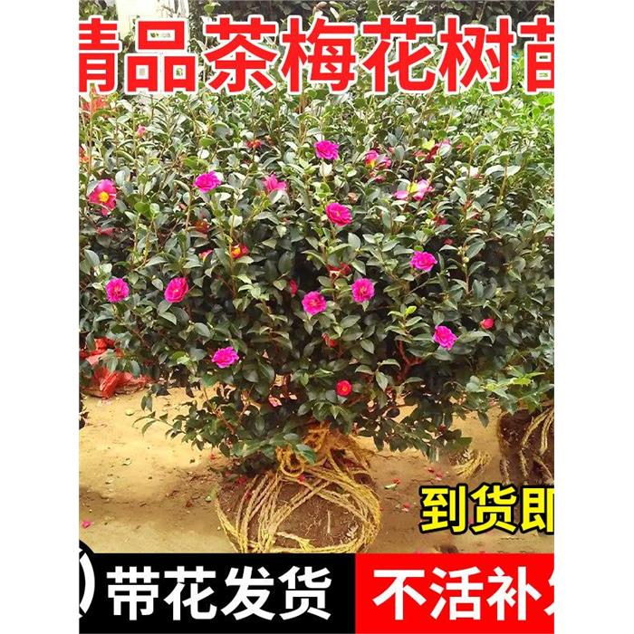 茶梅盆栽老桩红花树苗山