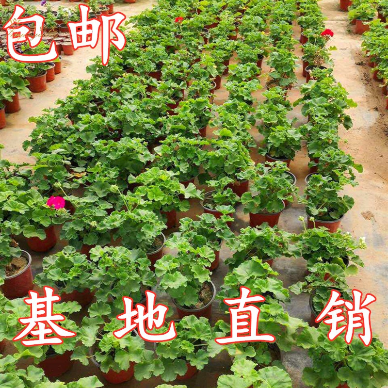 大花天竺葵花苗重瓣花卉庭院阳台四季开花不断盆栽四季开花天竹葵