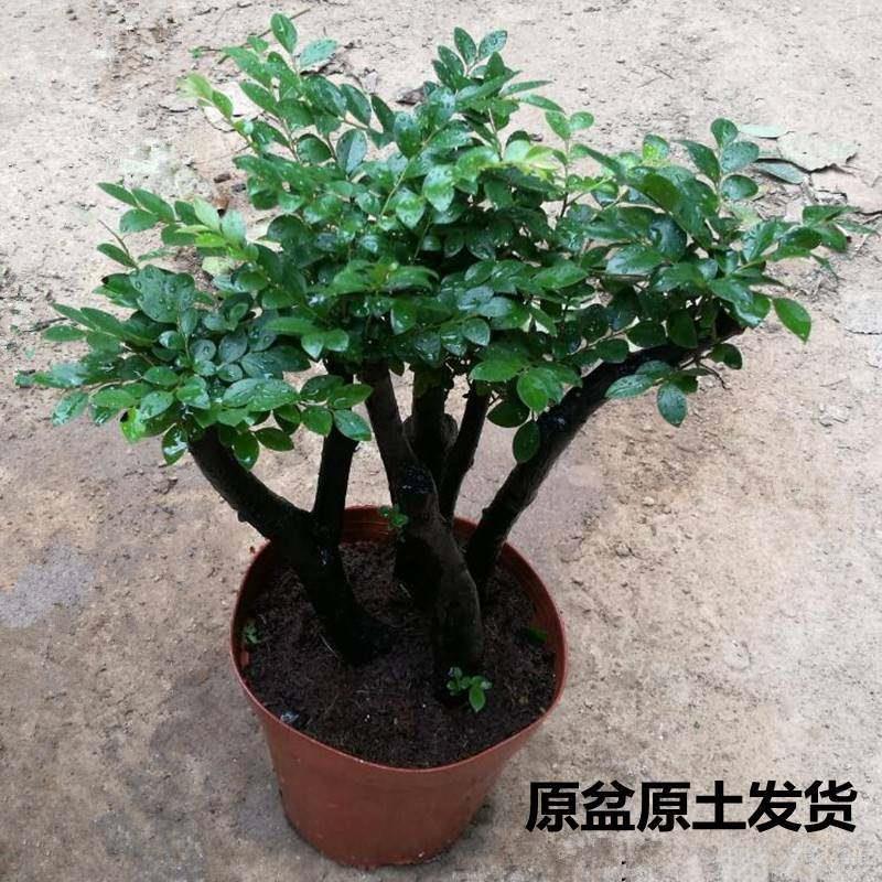 小叶紫檀盆景树苗桩室内