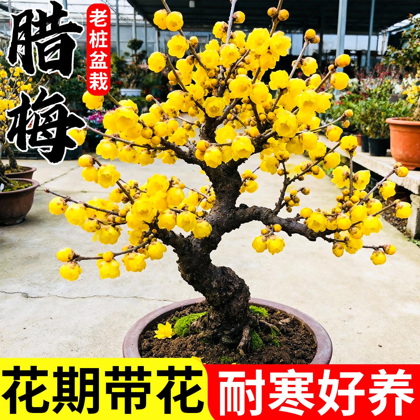 腊梅花老桩树苗正宗素心