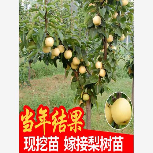 香梨雪梨砀山梨苹果梨翠冠梨树果苗新品种秋月梨皇冠梨树活苗果树