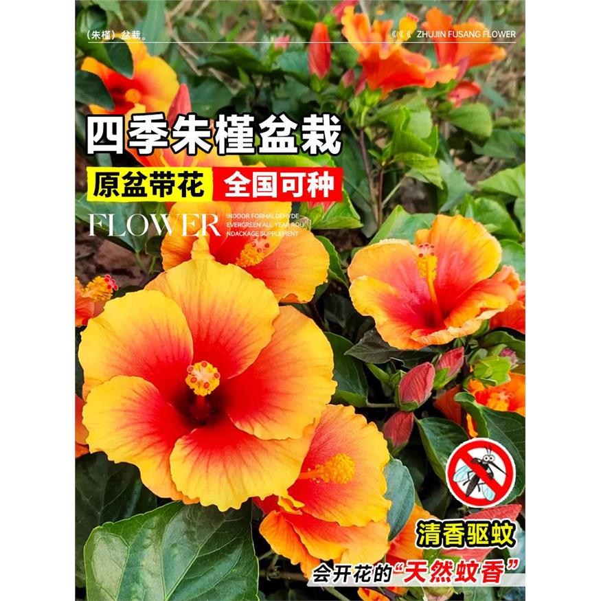 朱槿花扶桑花盆栽花苗室