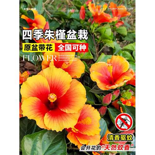 朱槿花扶桑花盆栽花苗室