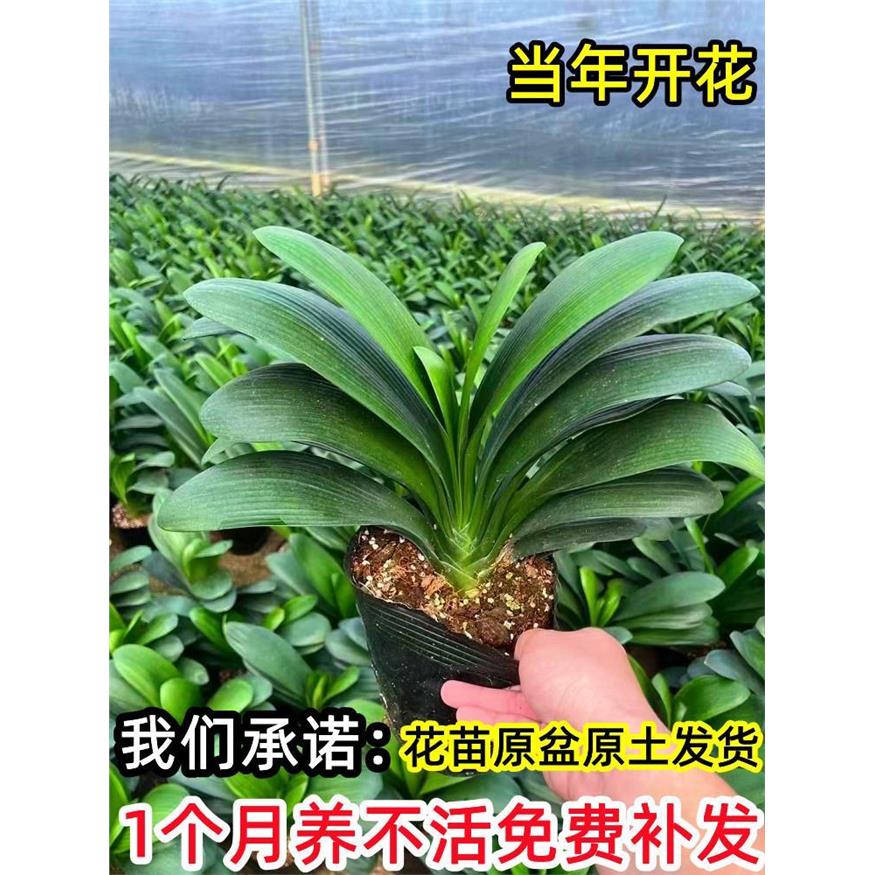 君子兰盆栽带花苞高端精