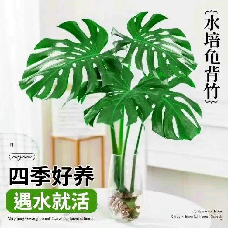 水培植物龟背竹盆栽大叶