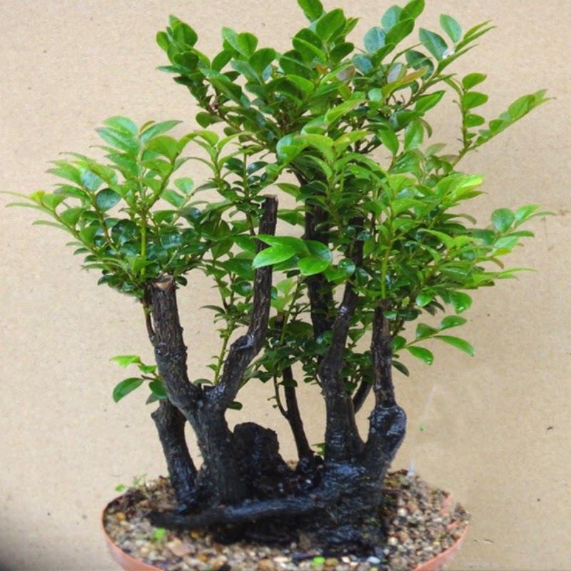 小叶紫檀赤楠盆景植物老