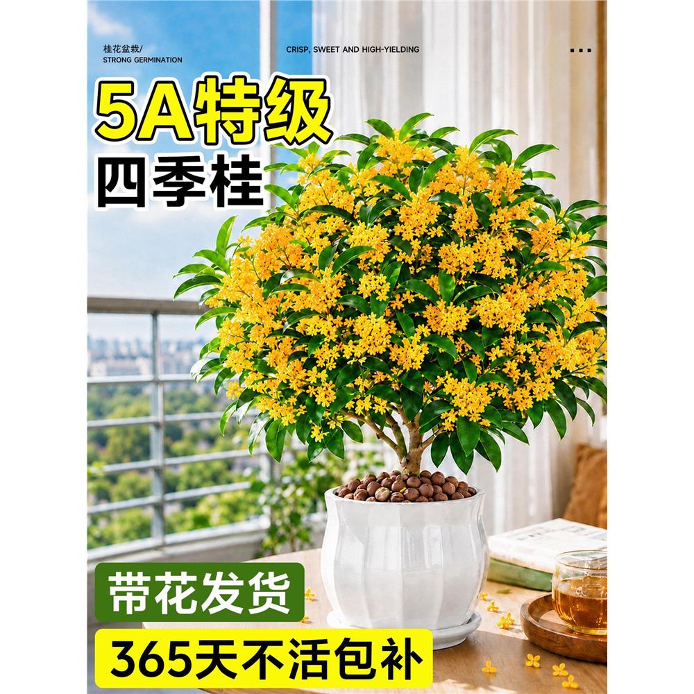 桂花盆栽树苗四季金桂老图片