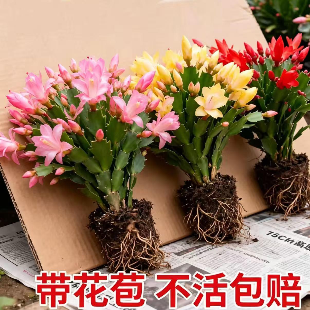 蟹爪兰盆栽植物带花苞多
