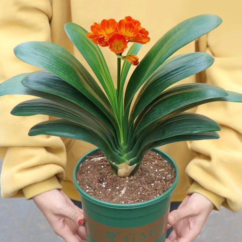 君子兰盆栽种植差价书房