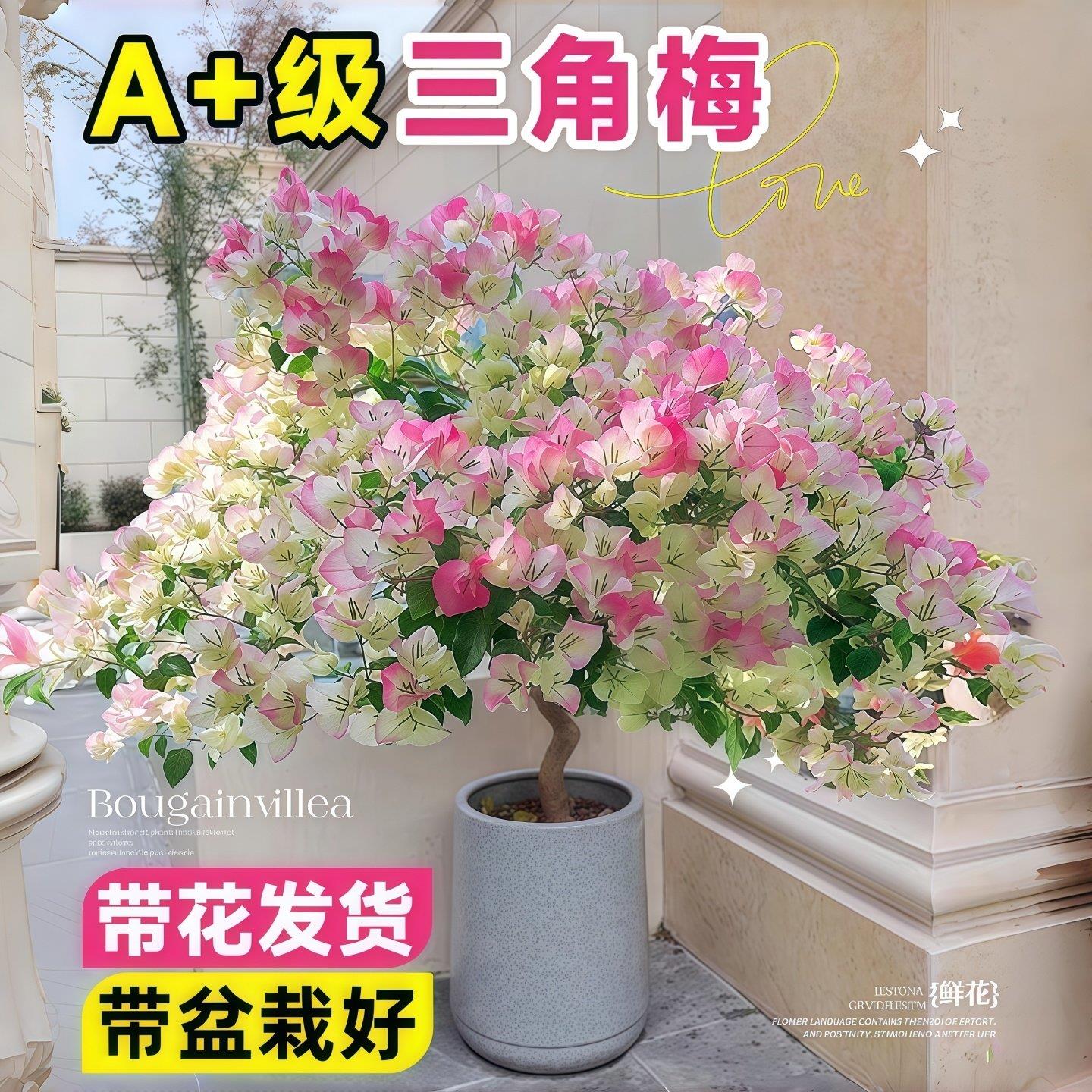 三角梅盆栽带花老桩绿植