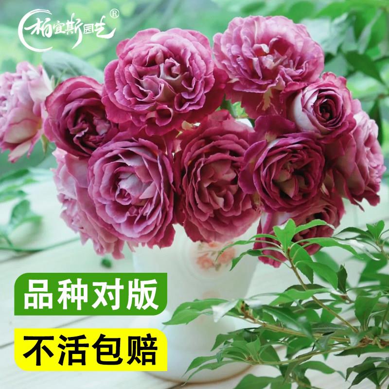 合唱团月季花苗灌木爬滕