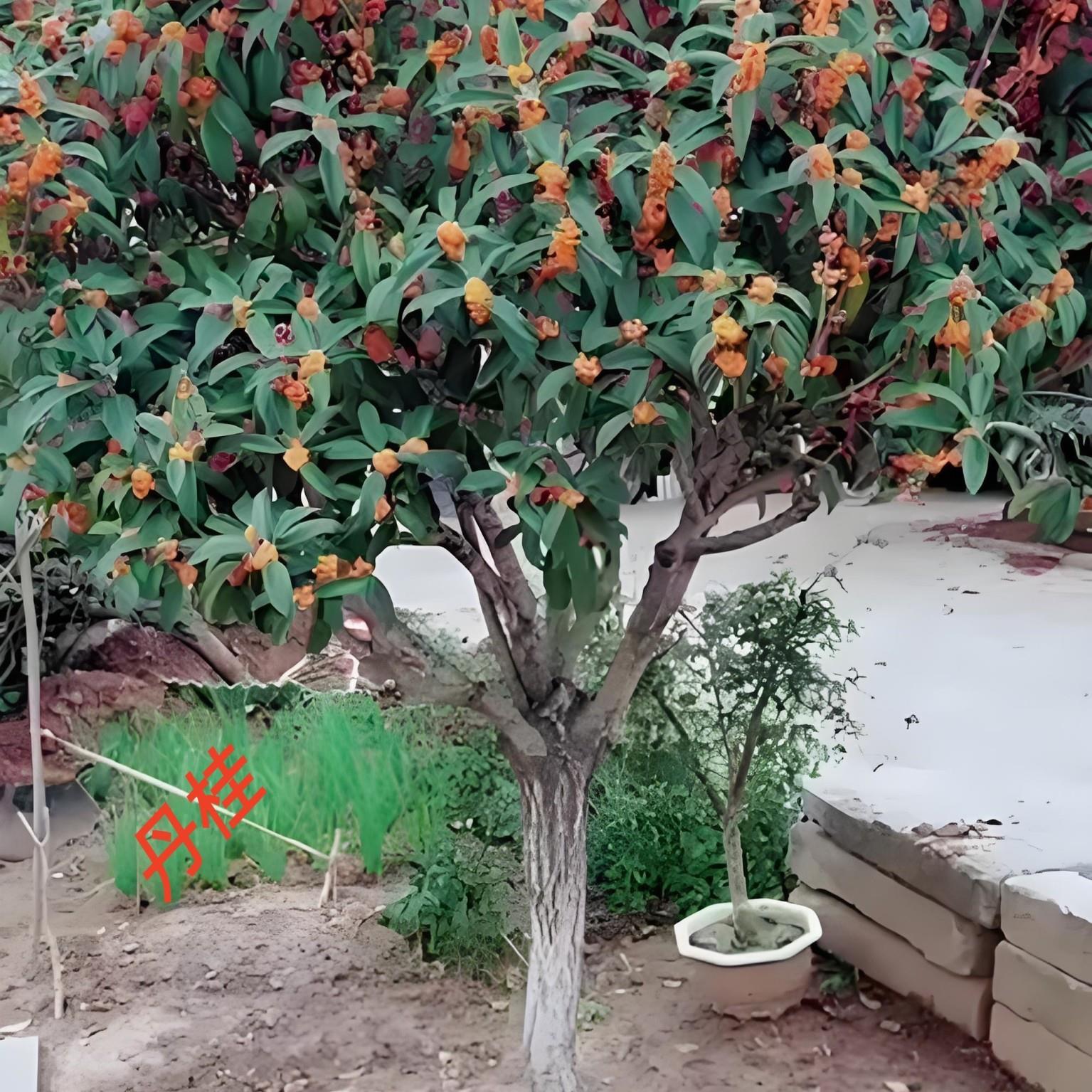 桂花树盆栽丹桂金桂沉