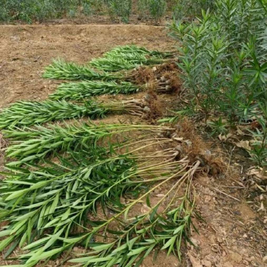 夹竹桃树苗南北方种植庭