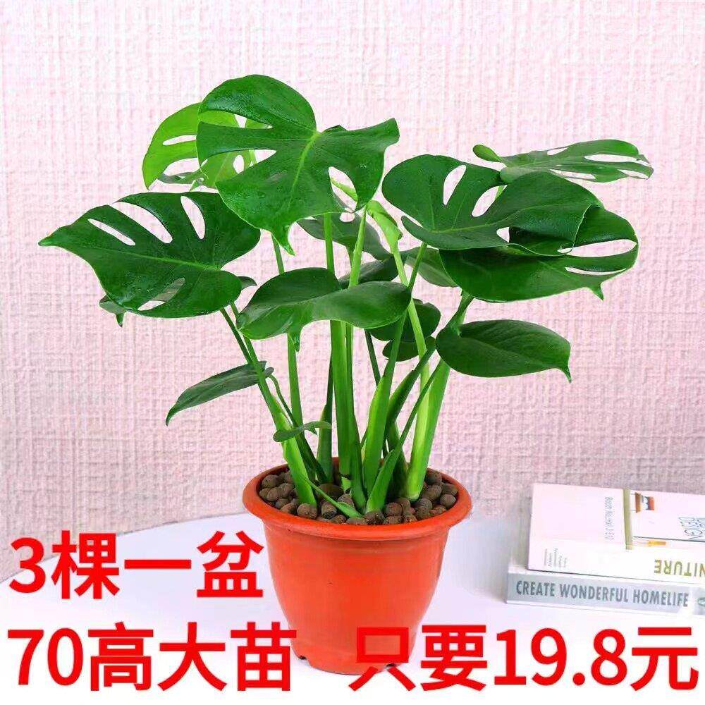 龟背芋盆栽客厅室内大型