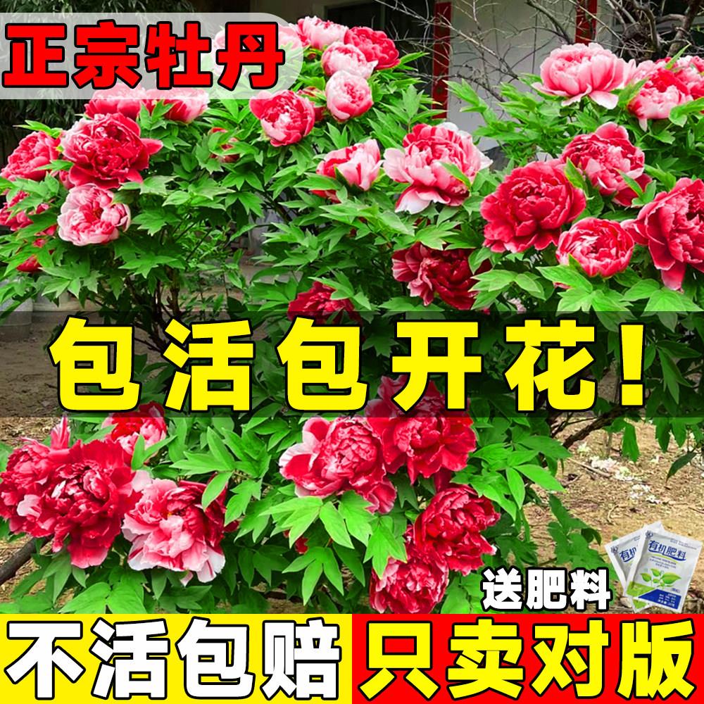 牡丹花苗盆栽正宗洛阳带图片