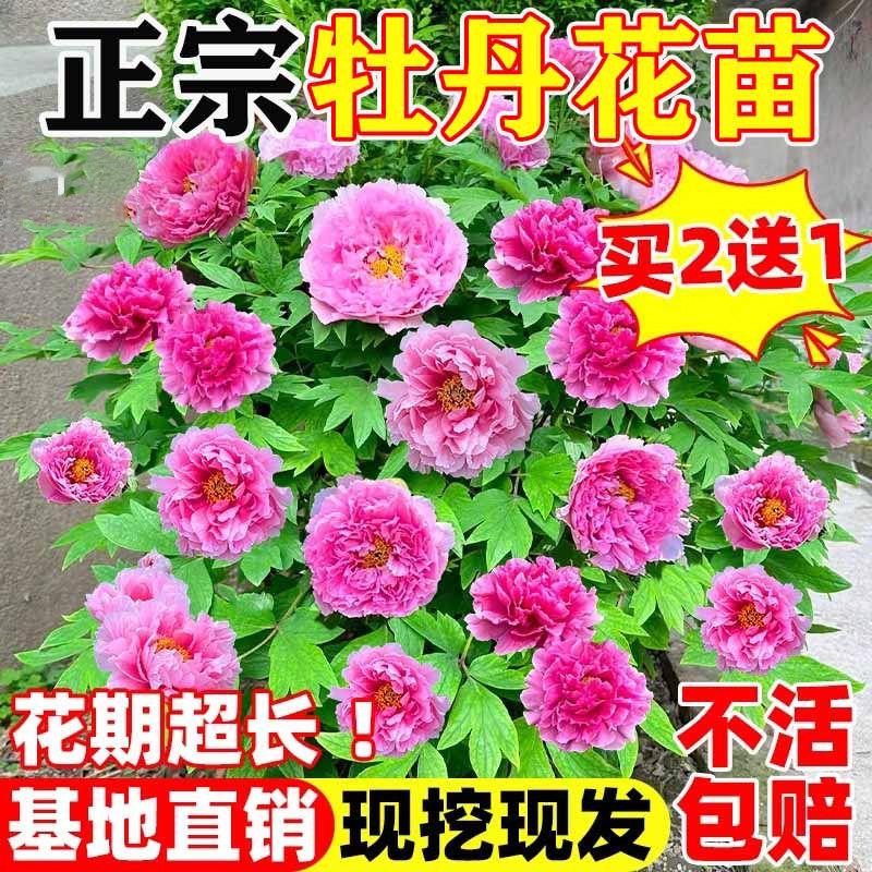 牡丹花树苗盆栽大苗四季图片