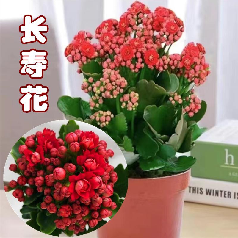 长寿花重瓣红盆栽带花苞