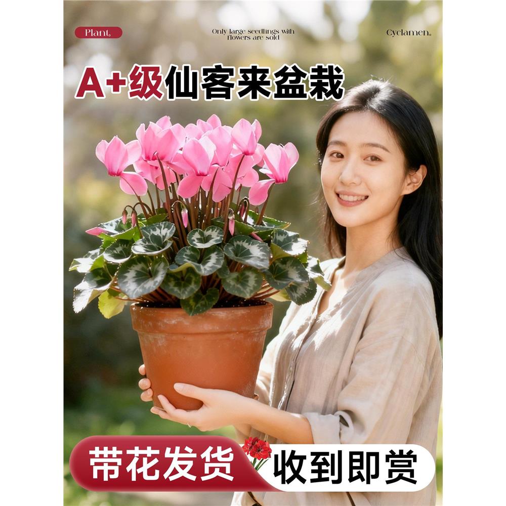 仙客来盆栽四季带花特大