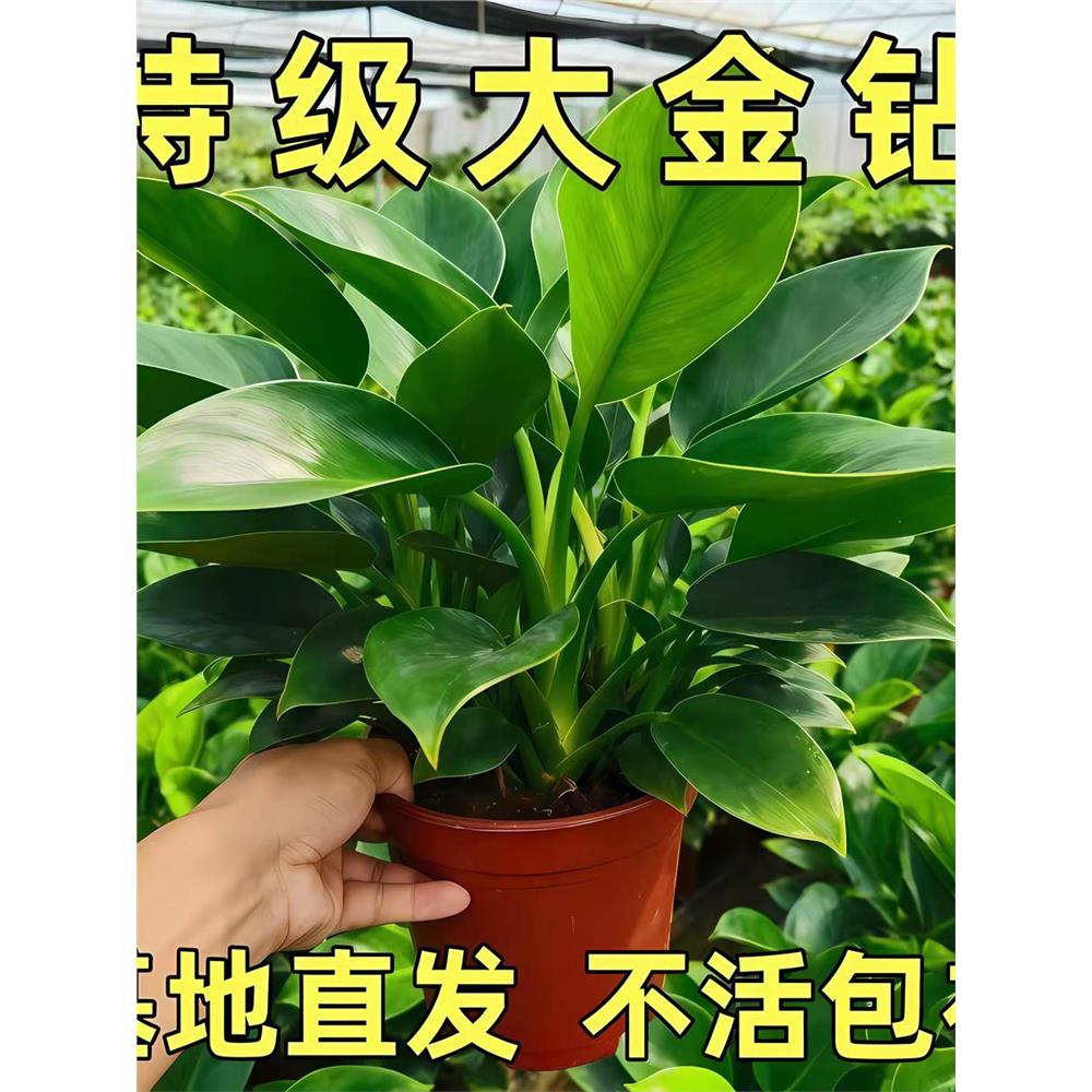 金钻盆栽植物绿公主水培图片