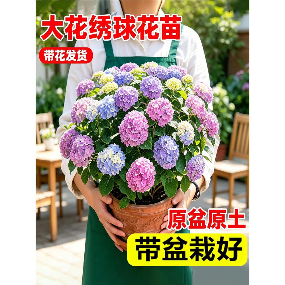 无尽夏绣球花盆栽大四季
