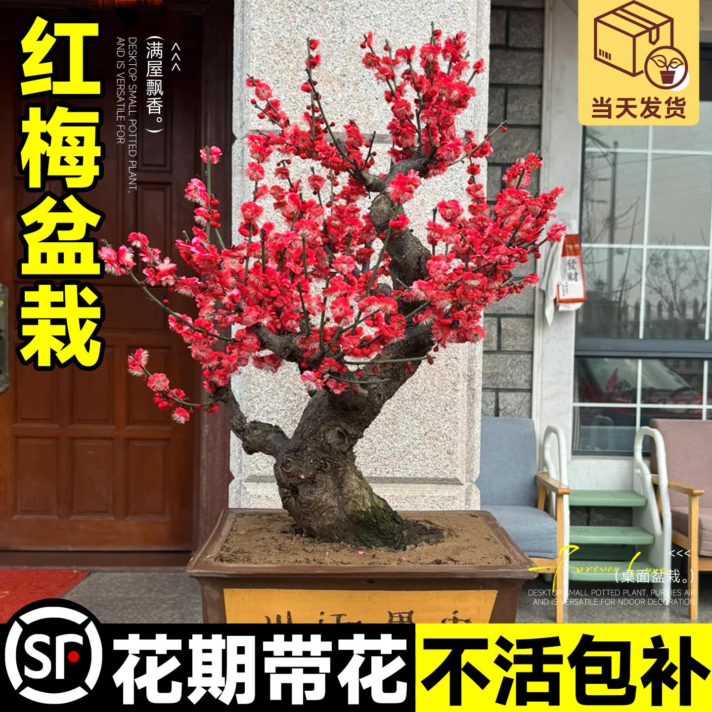 红梅盆栽庭院花腊梅树苗