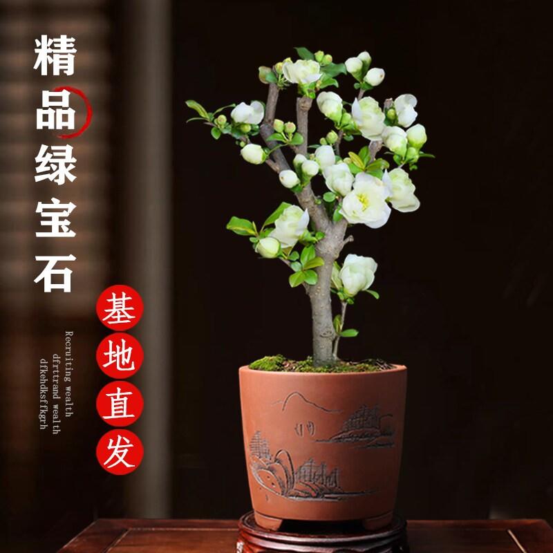 绿宝石海棠花树苗盆栽景