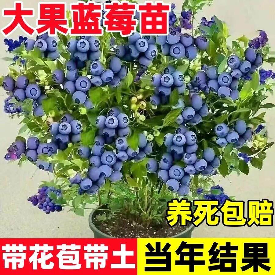 大果蓝莓树苗盆栽地栽四