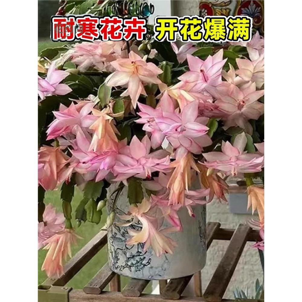 蟹爪兰盆栽带花苞多肉绿
