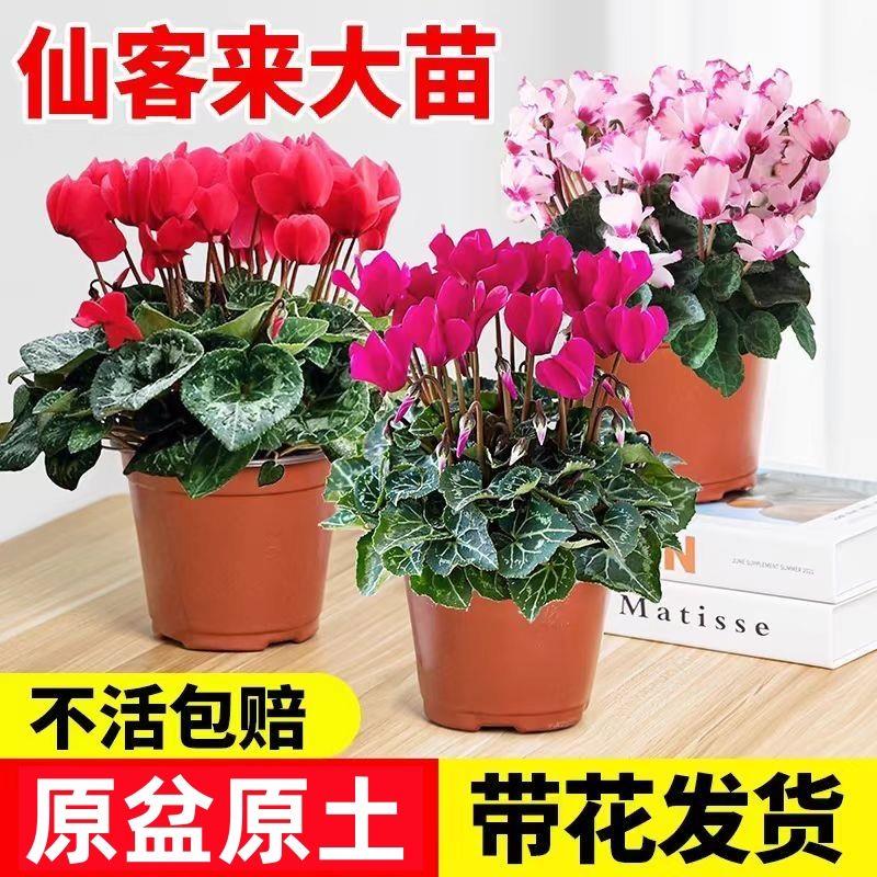 仙客来盆栽带花特大号兔