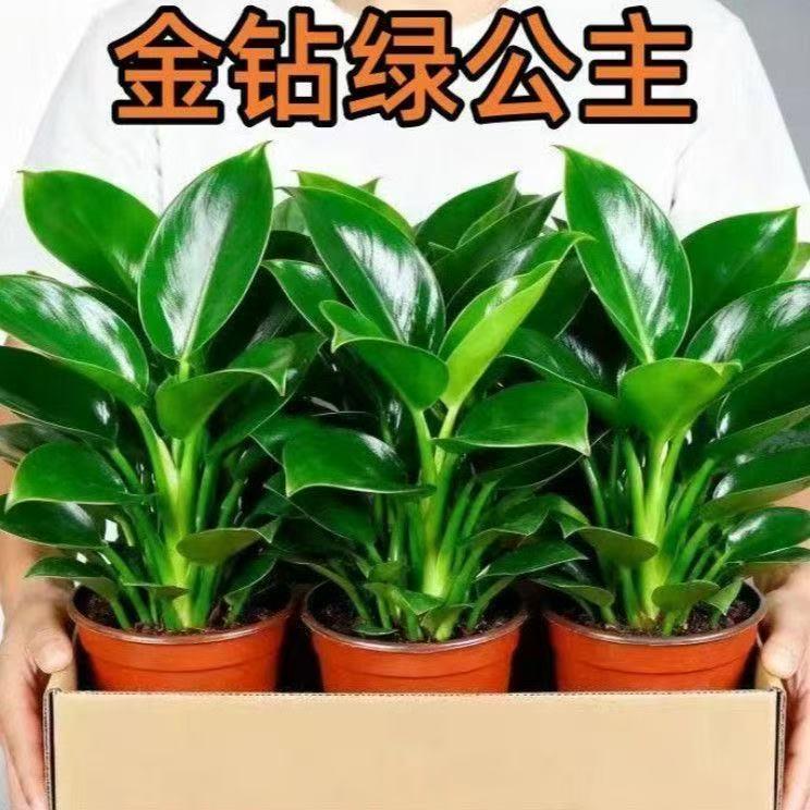 【除甲醛植物】金钻盆栽