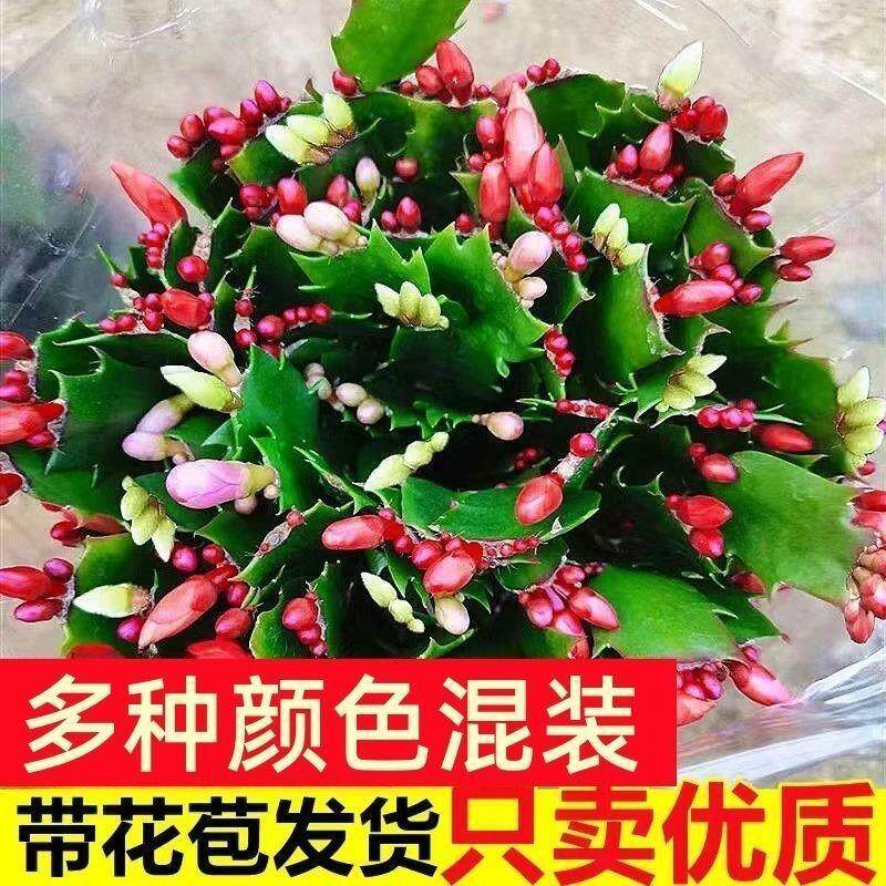 【带花苞】蟹爪兰多色盆
