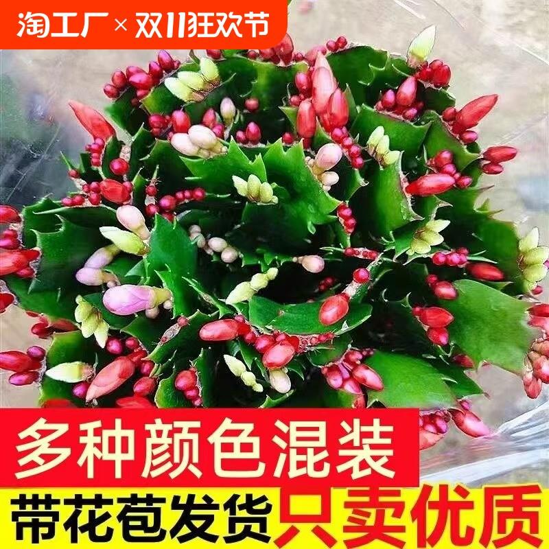 蟹爪兰盆栽带花苞多肉植