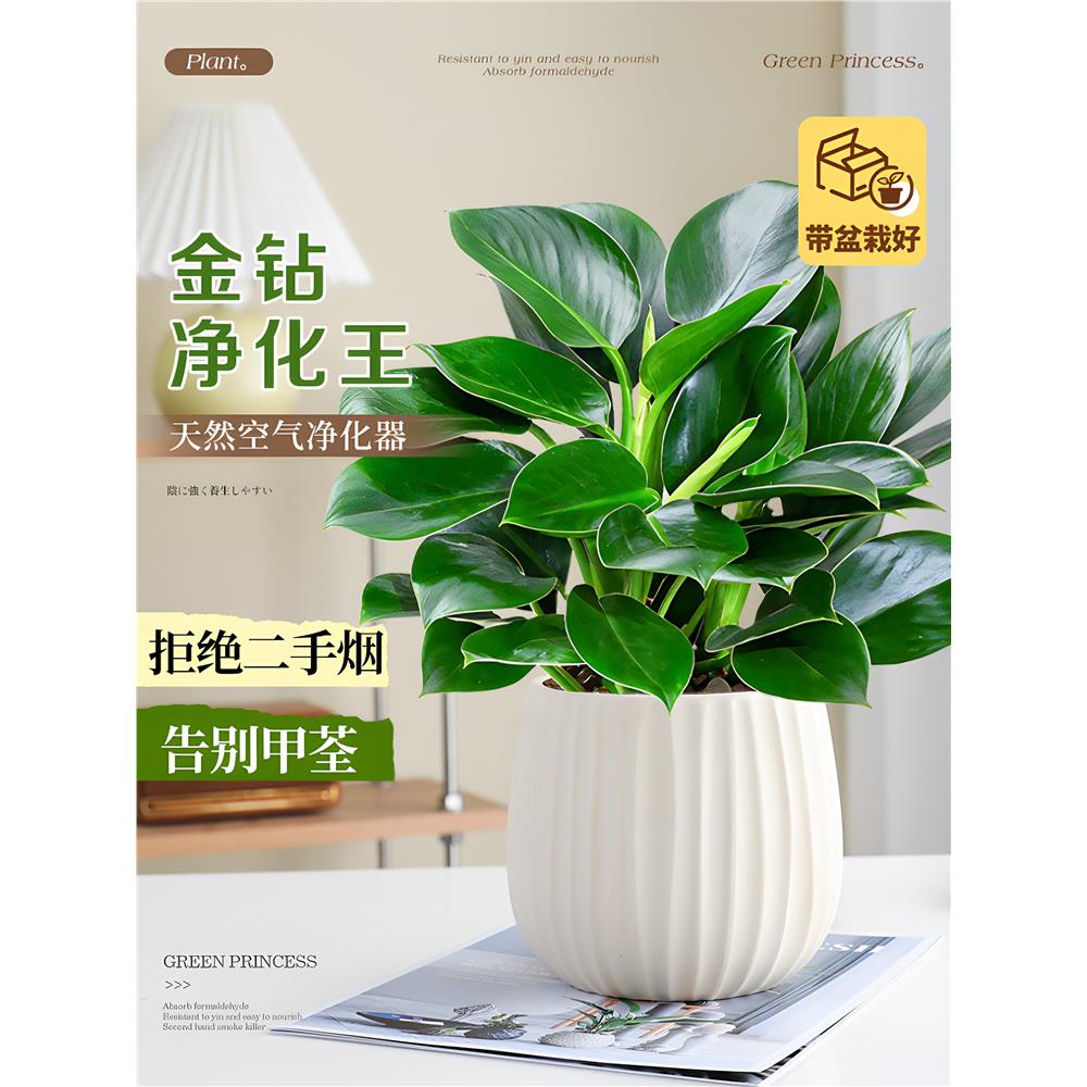 金钻水培植物绿公主盆栽图片