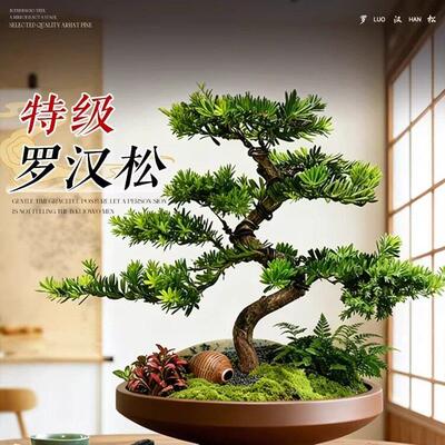 罗汉松真树盆景迎客松造