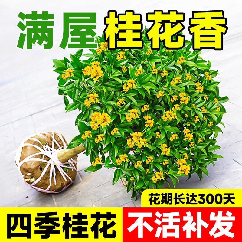 桂花树苗大树老桩盆栽四图片