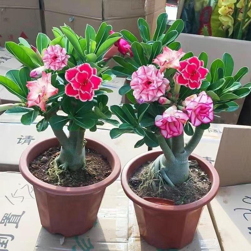 沙漠玫瑰盆栽老桩开花好