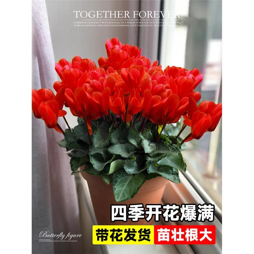 仙客来盆栽带花精品四季