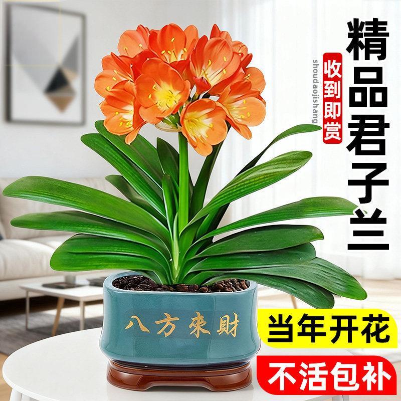 四季君子兰盆栽花苗物蝴