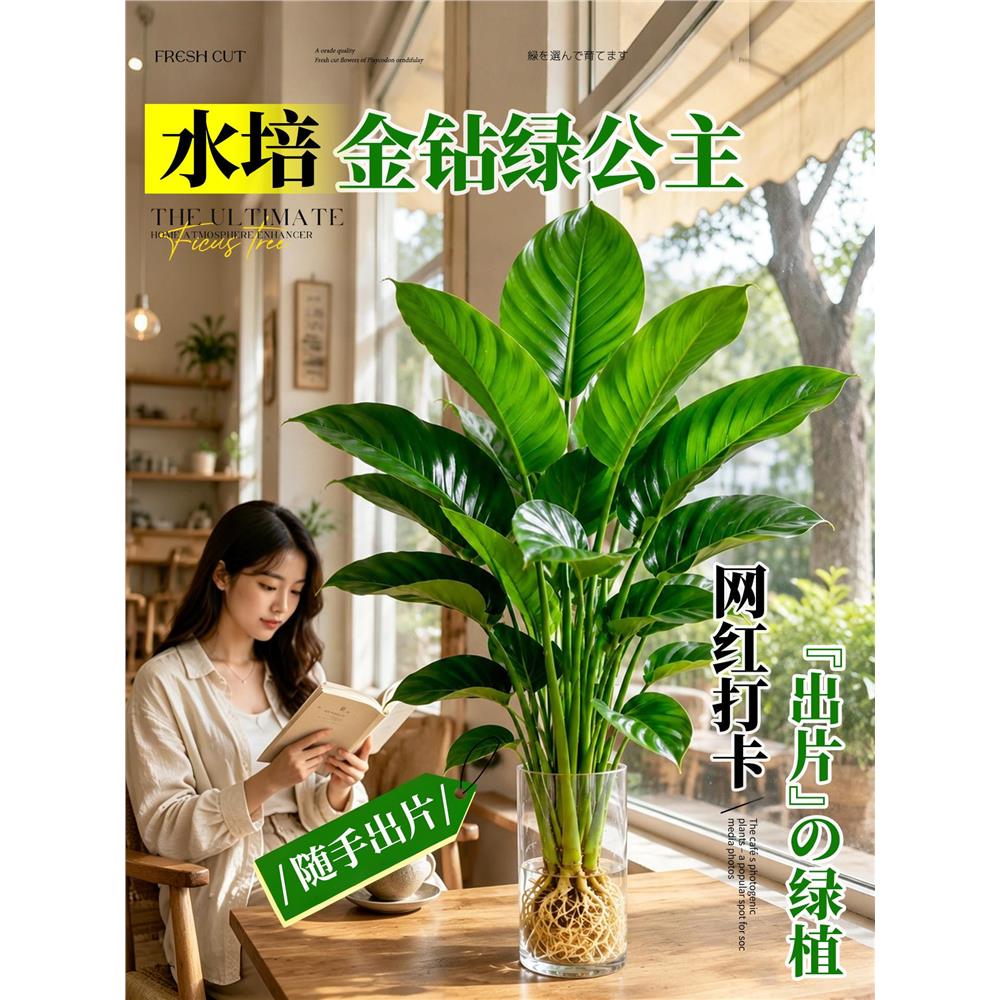 大叶金钻水培植物绿公主
