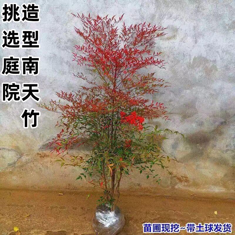 南天竹树苗盆栽绿植中国