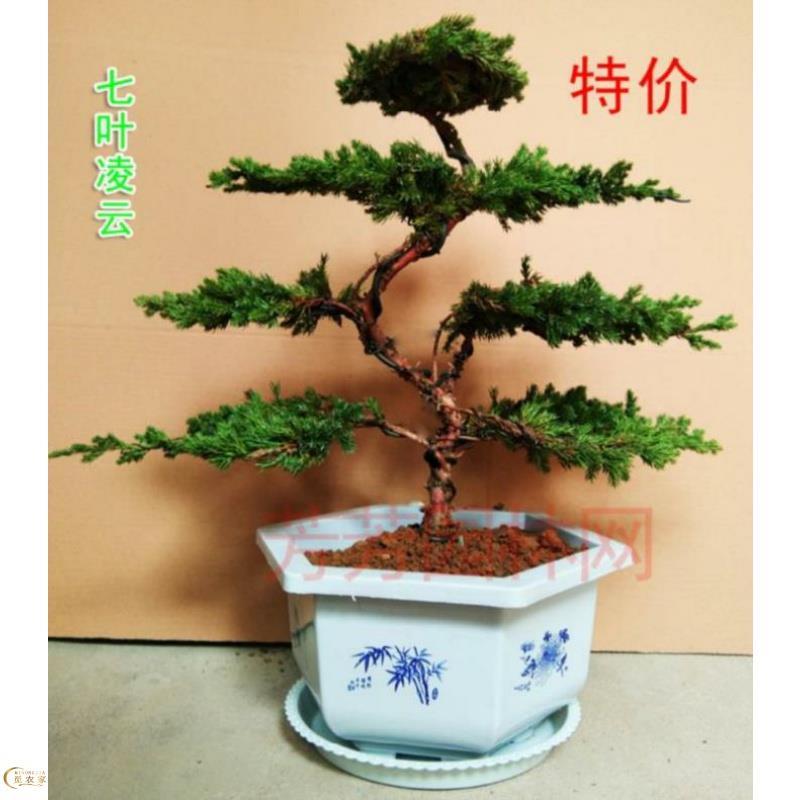 迎客松盆景树枝小盆栽中