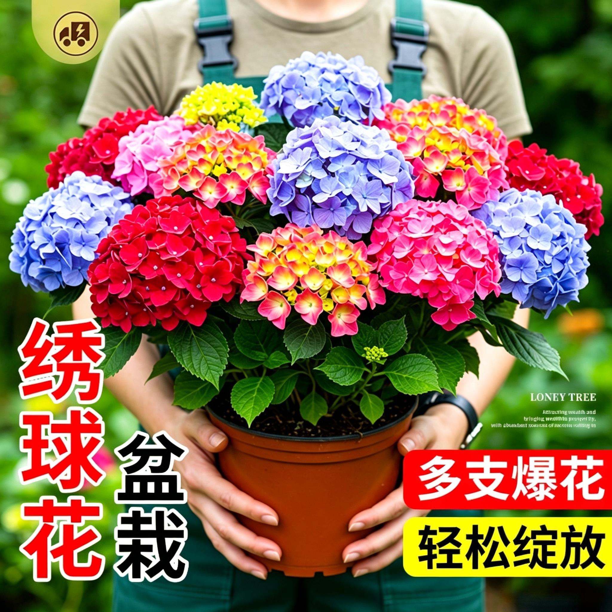 无尽夏绣球花苗盆栽带花