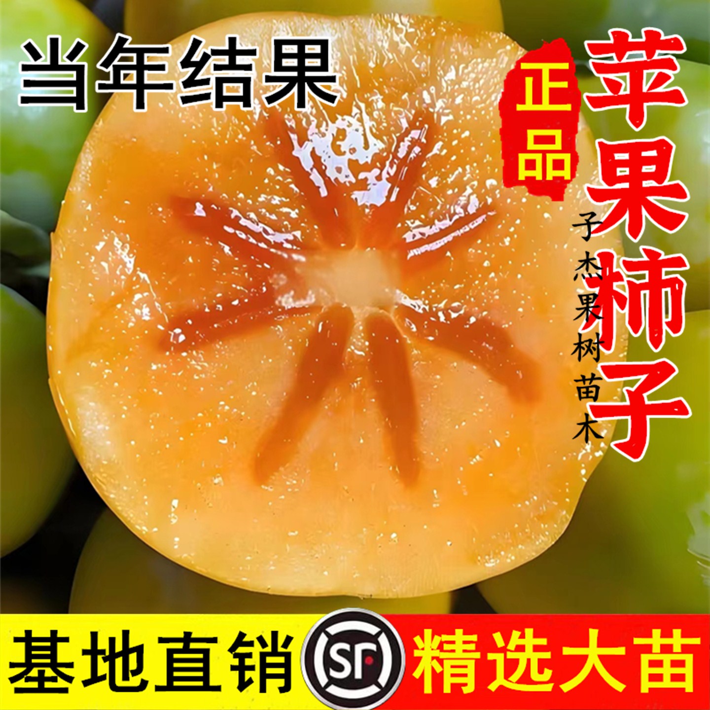 新品种嫁接柿子树苗超甜冰糖心苹果柿子树果苗当年结果南北方种植