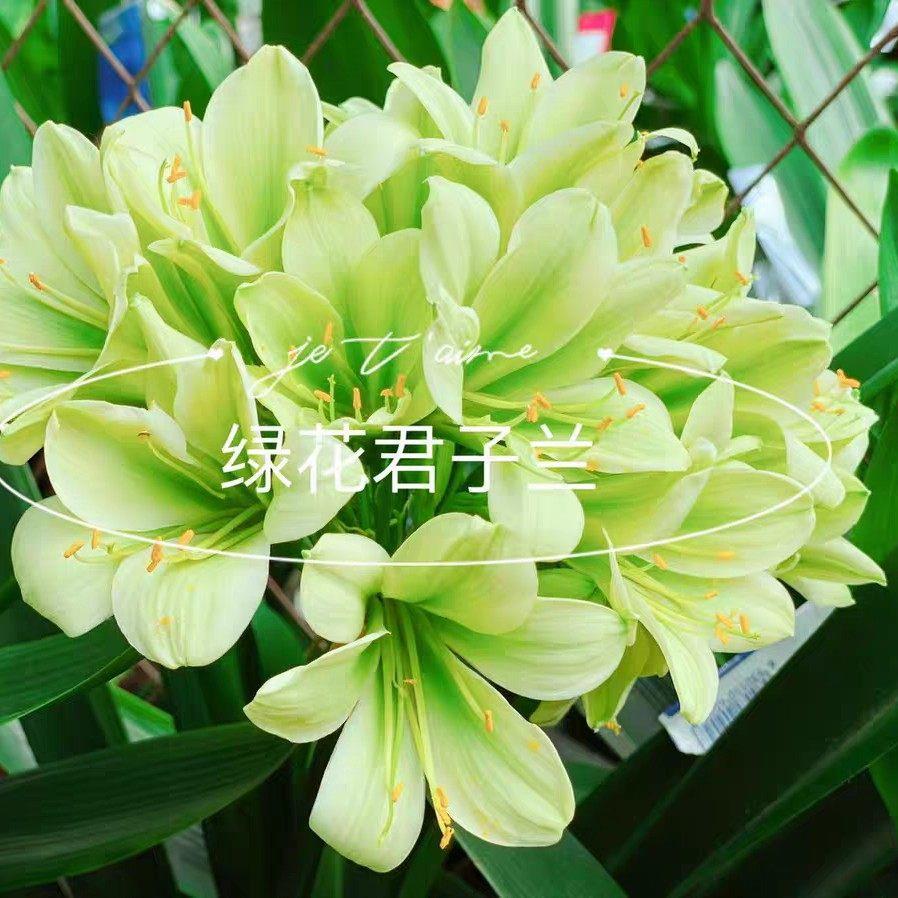 绿花君子兰稀有品种盆栽